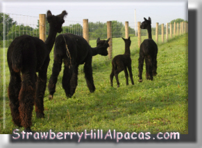 Our Four Black Alpacas Walking Together in a Line - click to see their names.