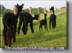 Our four black alpacas walking together