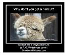 meme of alpaca animal picture for Pinterest and other web pages