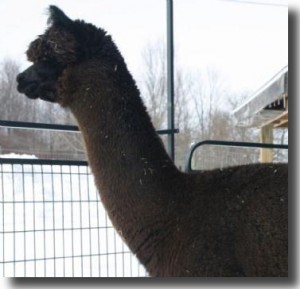 Alpaca Mignonette at 20 months old