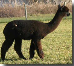 Black alpaca named Mignonette at age 17 months