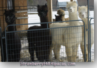 Pucci, Minnie, Akida and Earliglow female alpacas