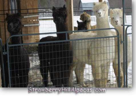 Female alpaca group watch curiously as their photo is taken.