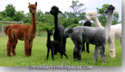 Newborn Alpaca with Mother and Other Alpacas in Pasture