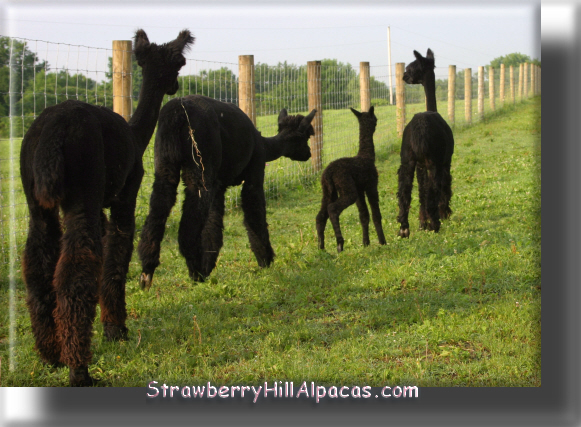 Alpacas with black fleece at Strawberry Hill Alpacas