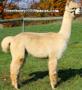 Alpaca named Rhapsody at 19 months old