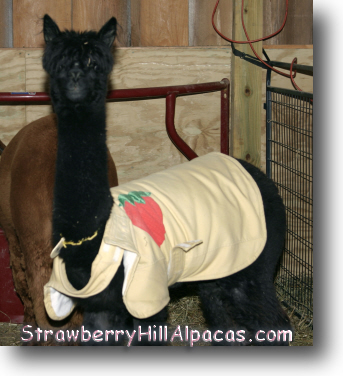 The first coat for alpacas that I made.