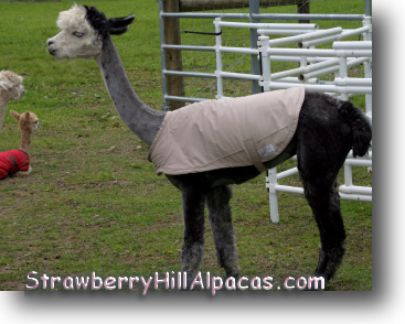 A coat for an alpaca made from a secondhand thrift shop raincoat.