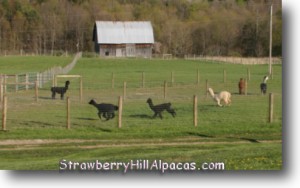 Alpacas running in the farm pasture - strawberryhillalpacas.com