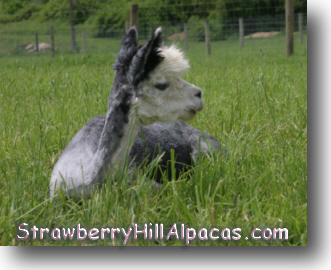 Gray alpaca in the Strawberry Hill Alpaca farm pasture