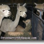 In the alpaca barn - cria eating hay on the Strawberry Hill Alpaca farm