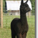 Black alpaca standing in the farm pasture with a barn in the background