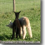 Two cria alpacas on the Strawberry Hill Alpacas farm