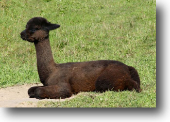 Alpaca for sale in PA, name is Blissful Lady.