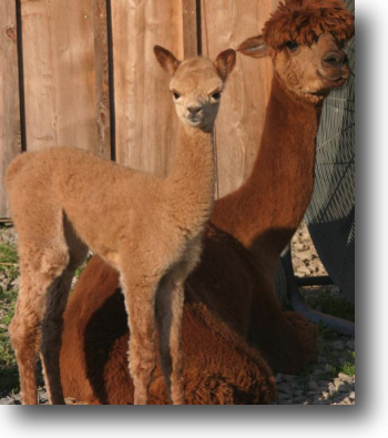 Four day old alpaca with her mother