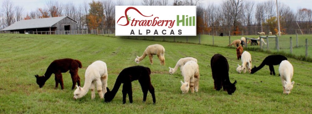 Strawberry Hill Alpacas LLC